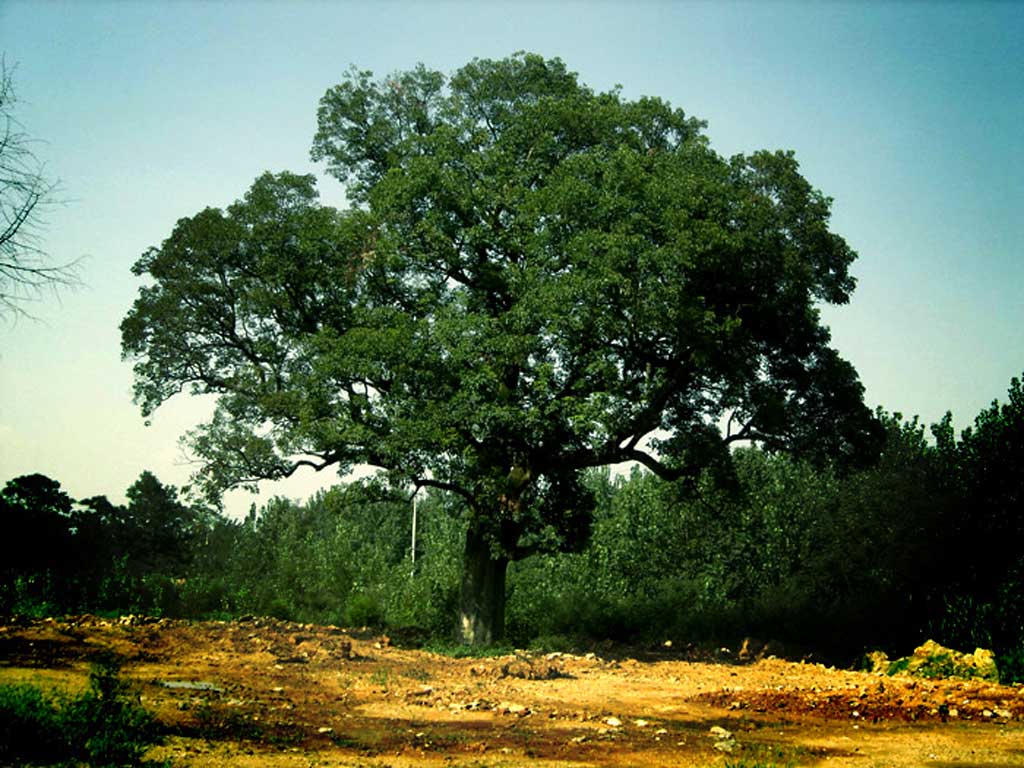 每张照片都有孤独感