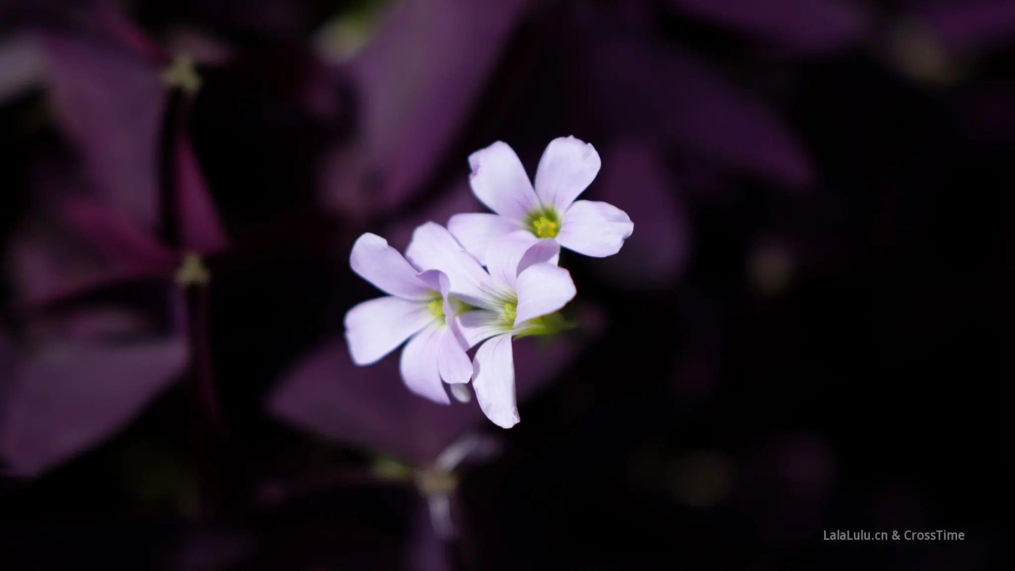 不知道什么花