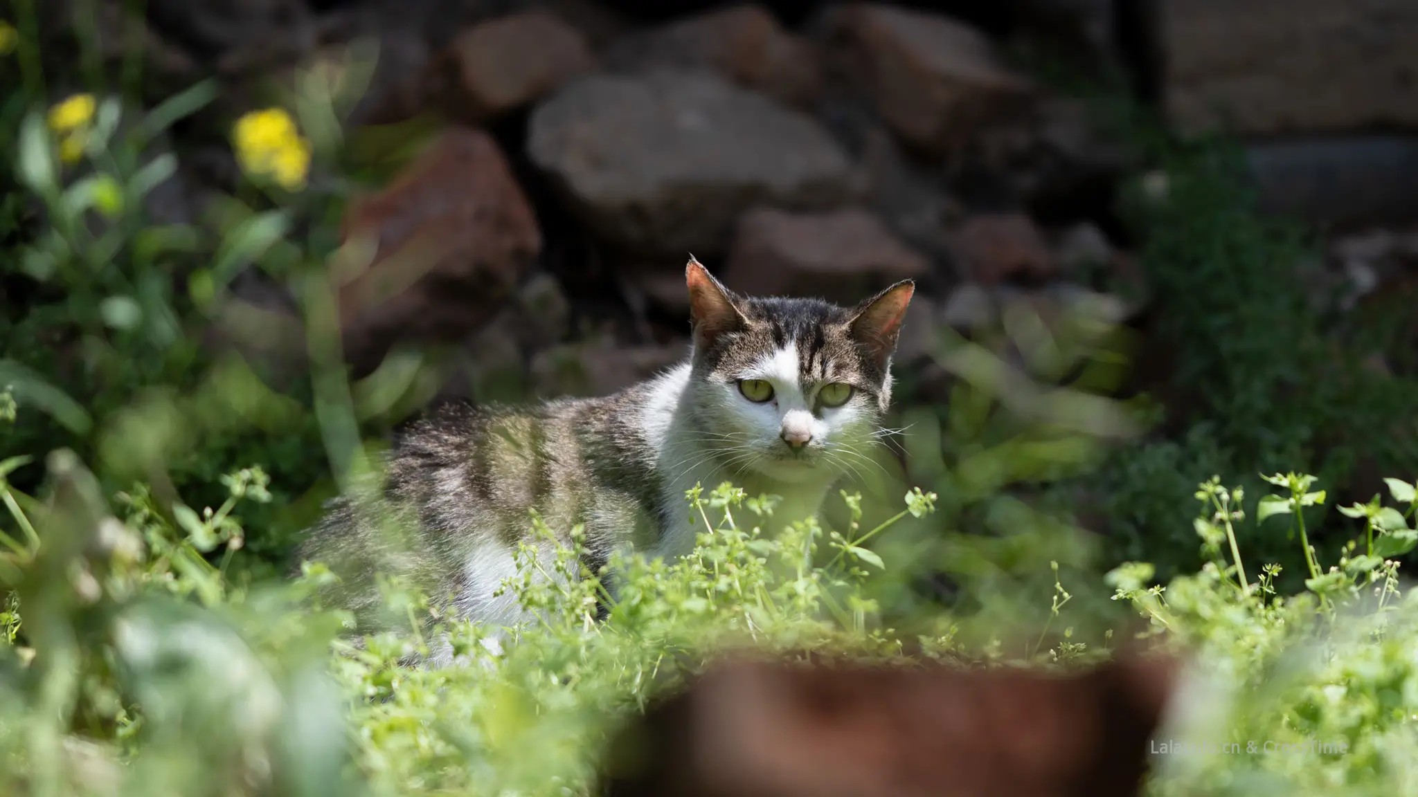 野猫